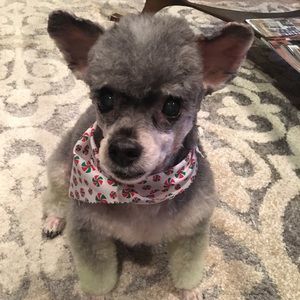 Meet your Posher, Tammy